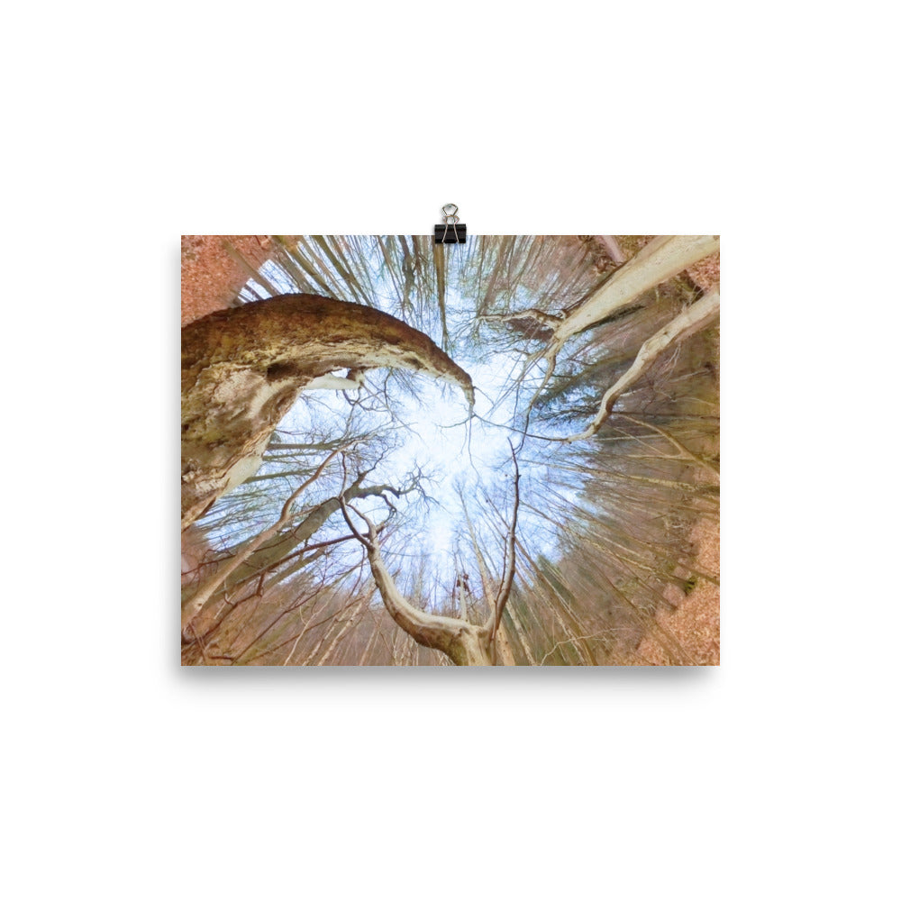 Spiral Forest — Nordic forest poster from Dream Poster