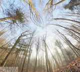 Forest Light Portal Poster – Digital Download | Scandinavian Wall Art