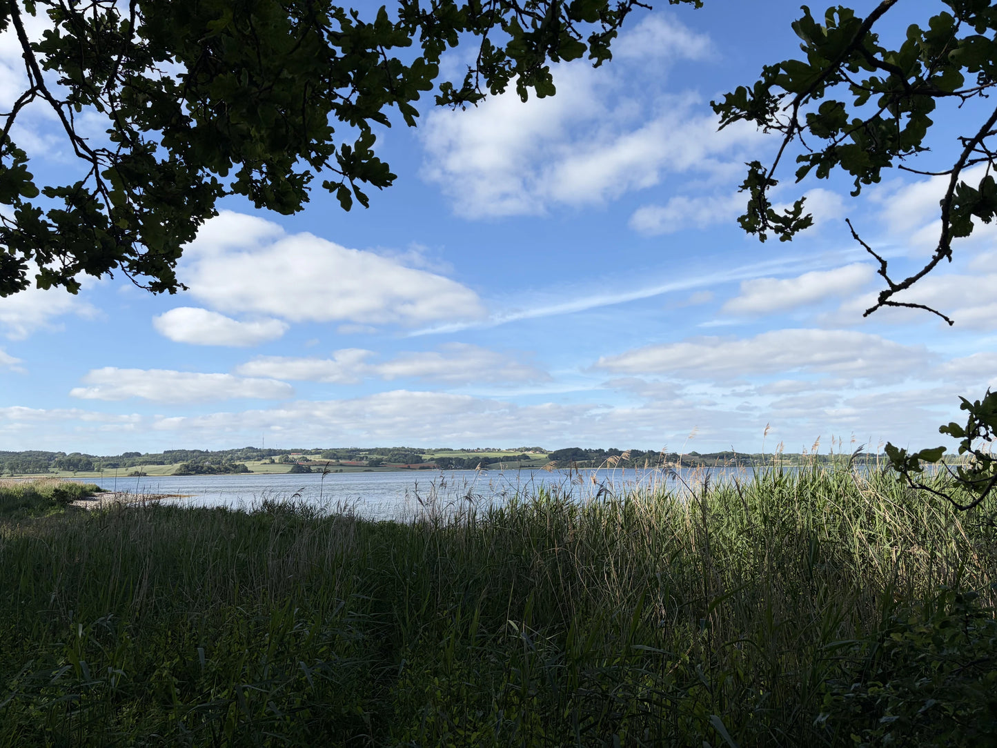 Free Nordic lake poster — a calm Danish lake framed by oak leaves under an open sky, a Dream Poster digital download.
