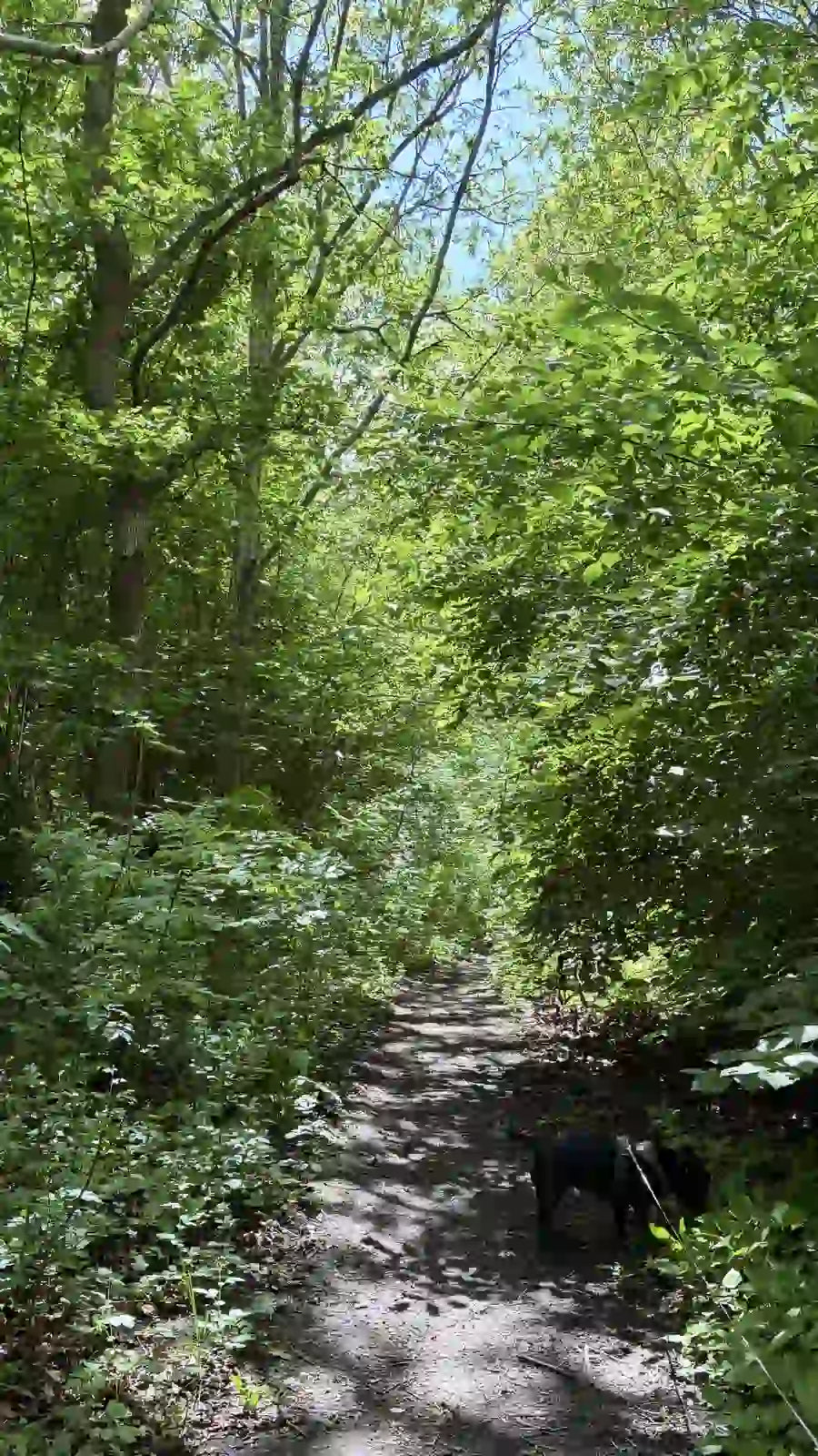 Walking a Staffordshire Bull Terrier Through Danish Nature