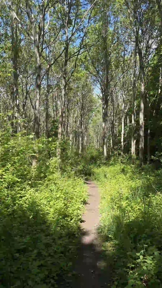 Nordic Nature Walks and Calm Home Inspiration