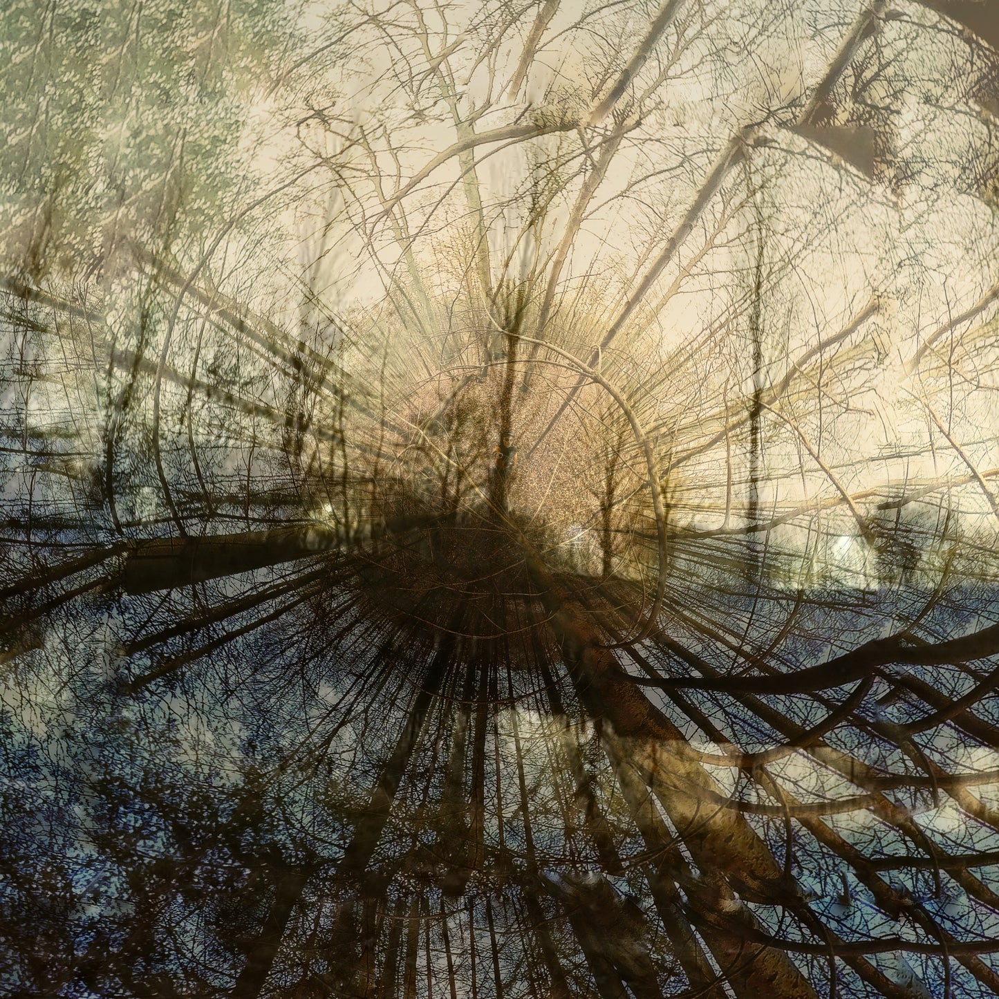 Shadow Forest