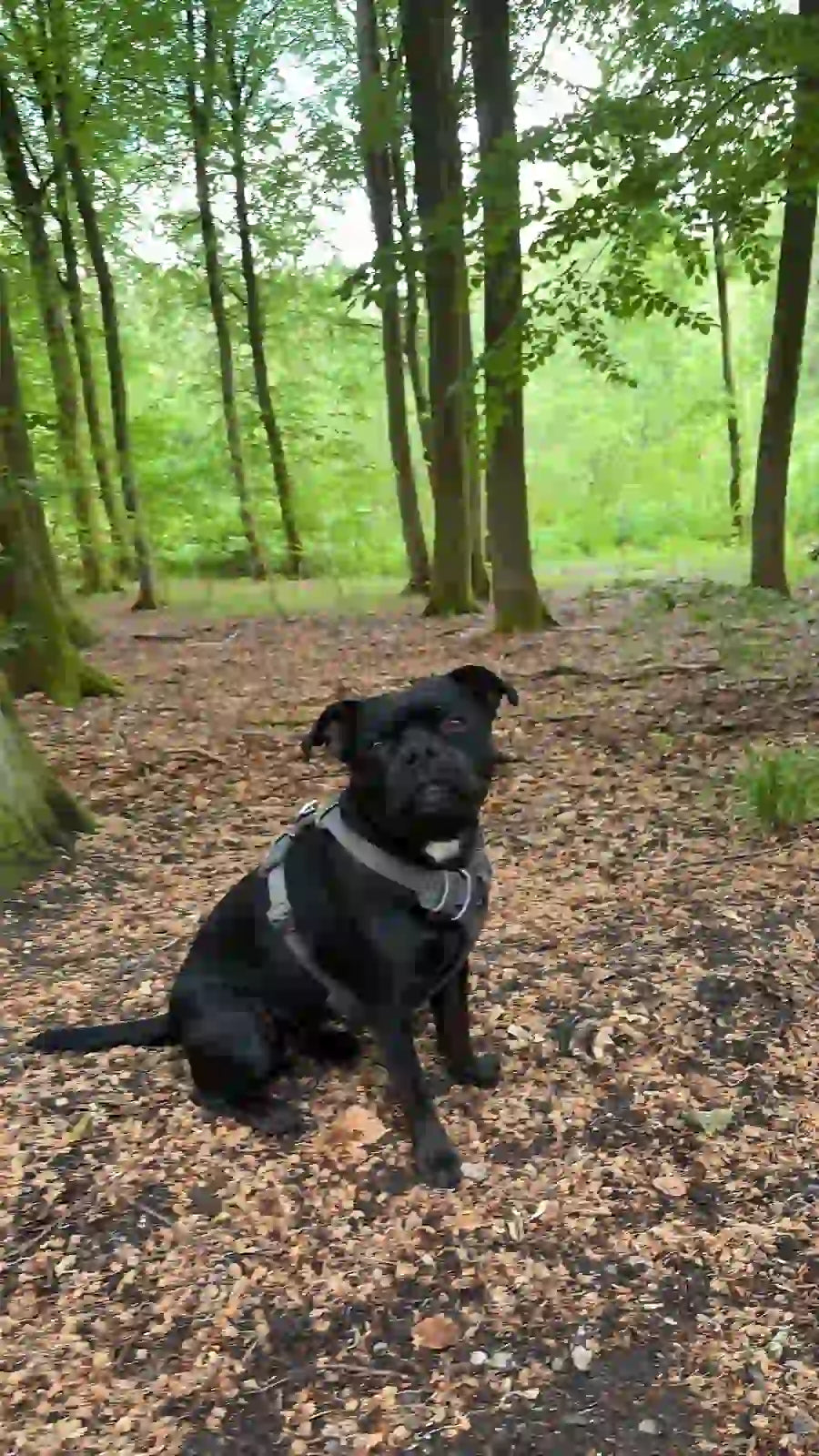 Black dog sitting on a forest floor with green trees in the background