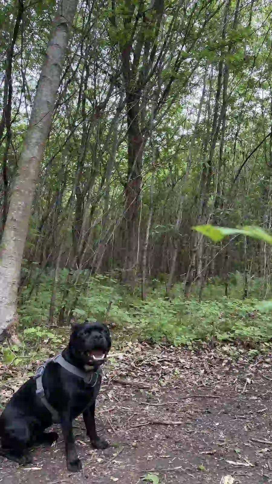 Black dog sitting on a path in a forest