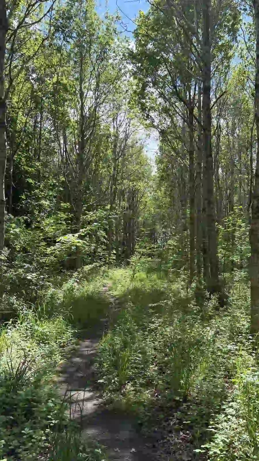 Winding dirt path through a dense forest with tall trees and green undergrowth.