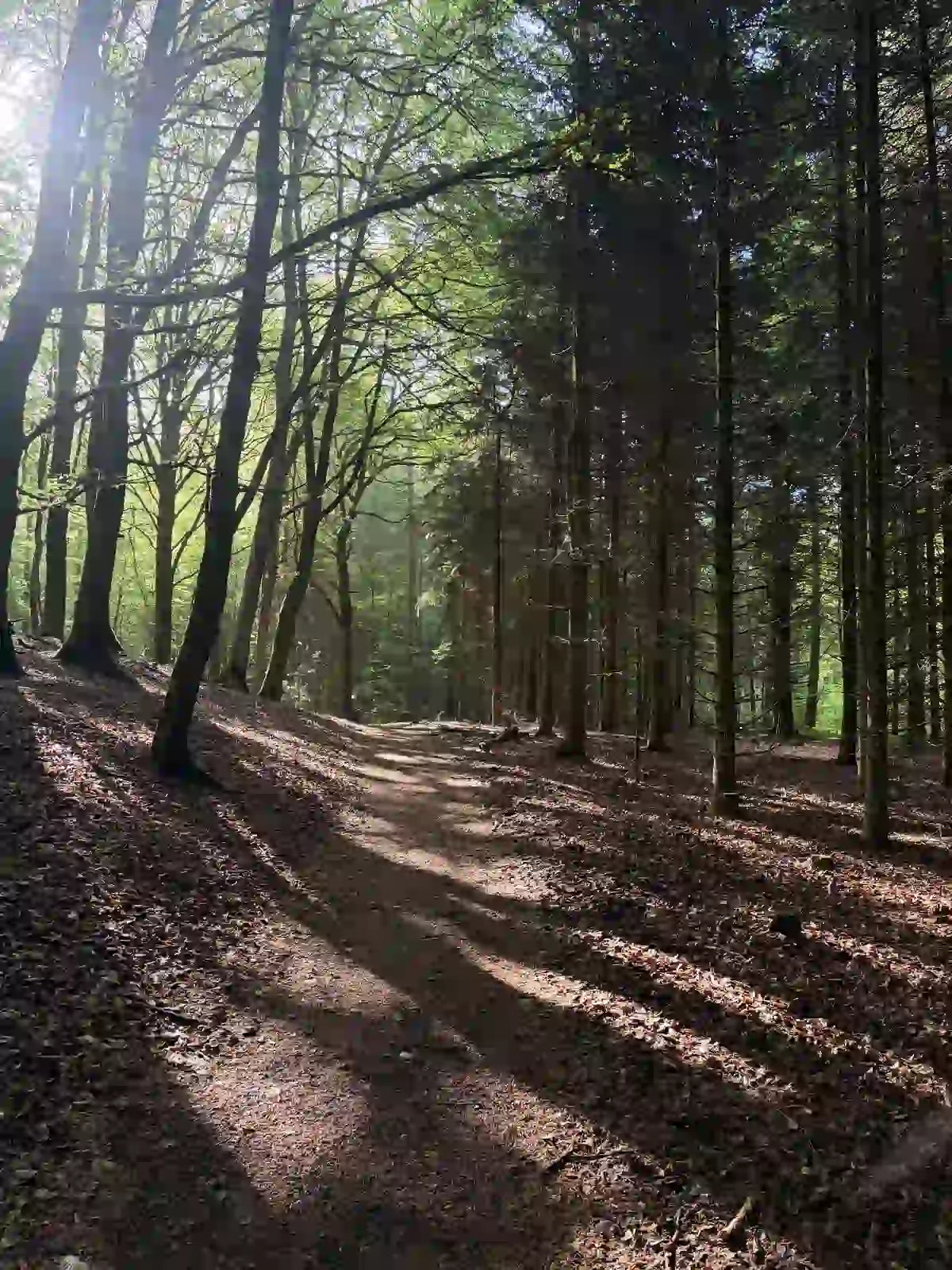 Winding dirt path through a forest with sunlight filtering through the trees.