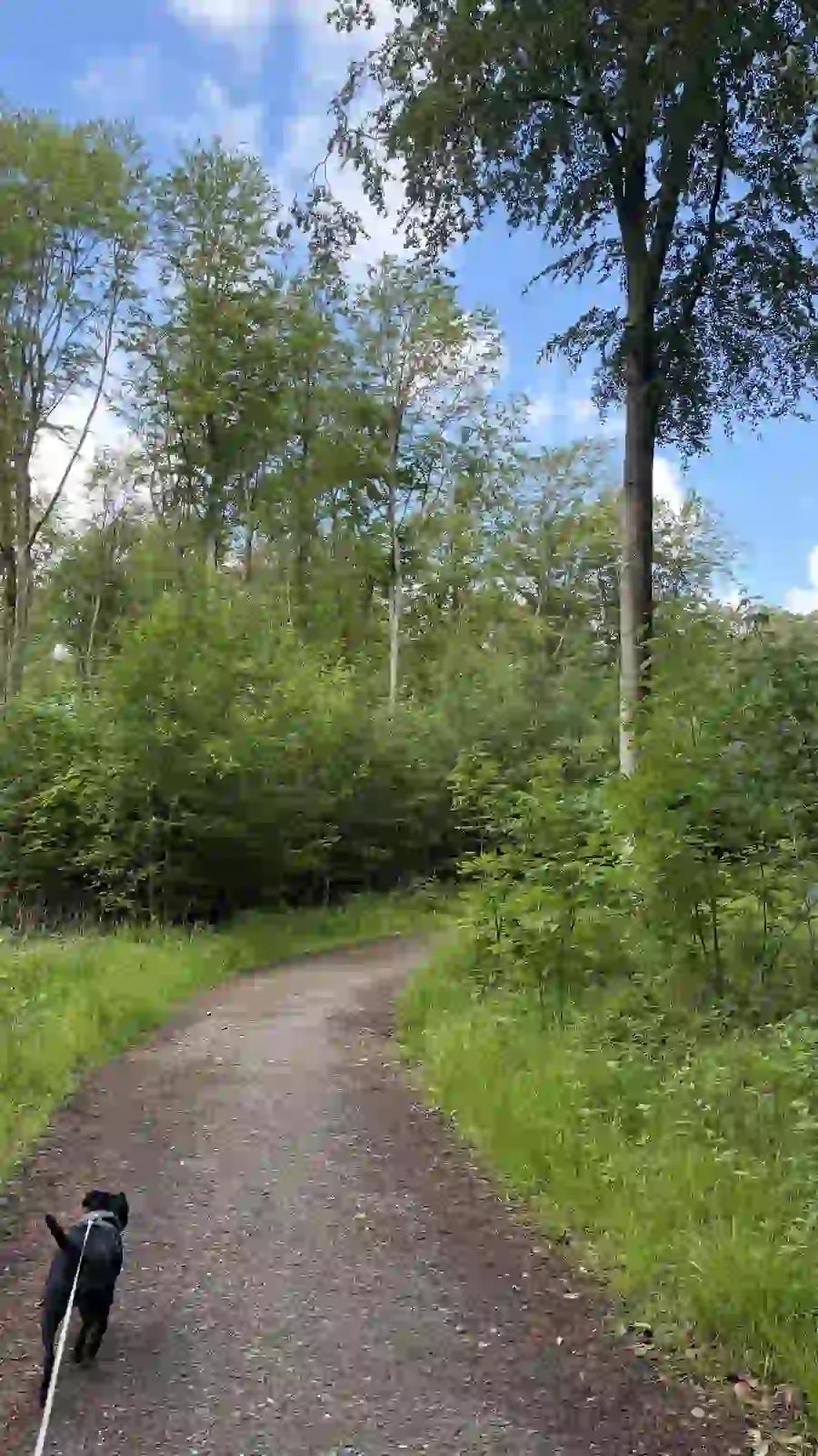 Dog walking on a path through a forest with trees and blue sky.