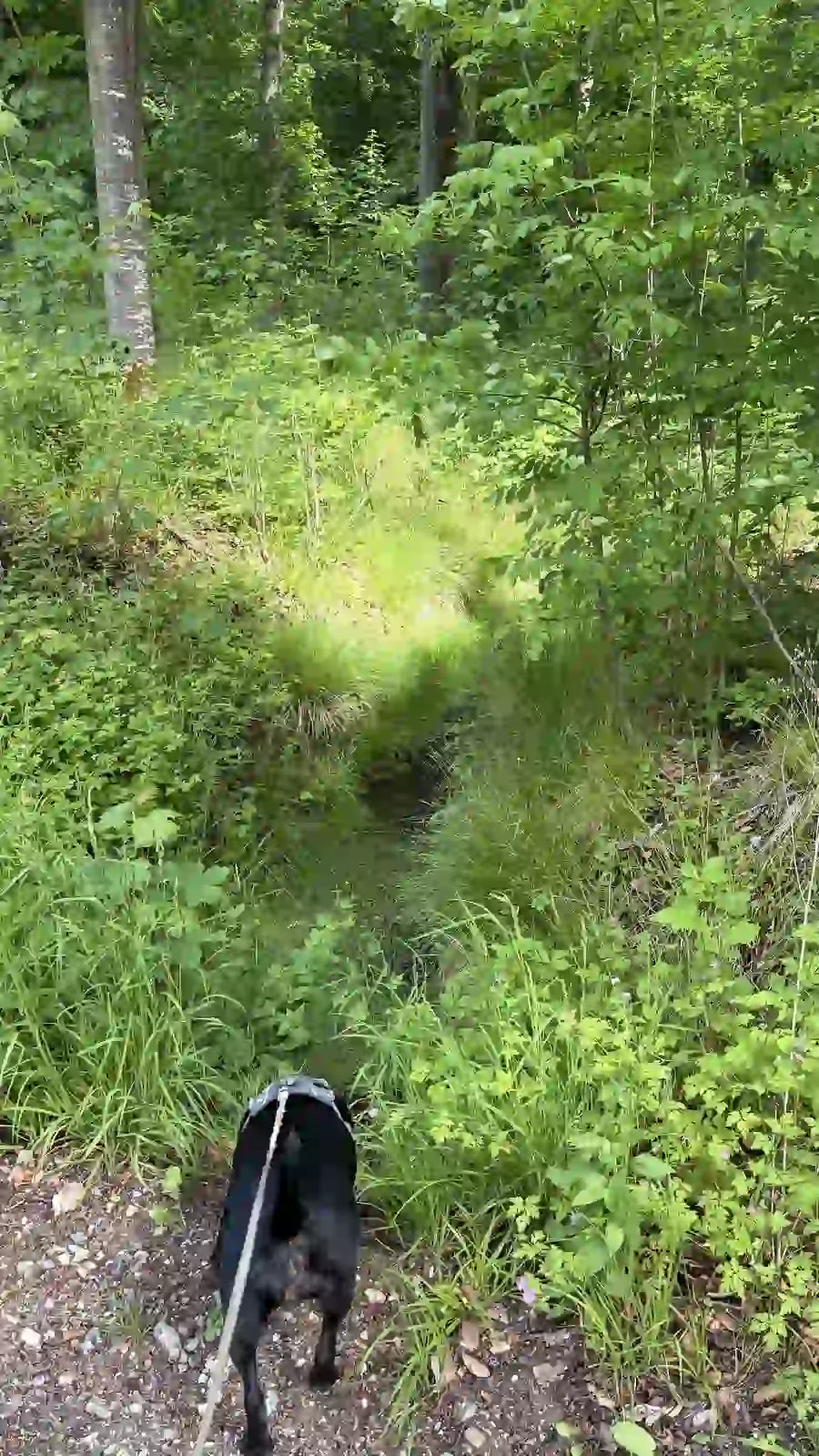 Black dog on a leash walking along a forest path with greenery and trees.
