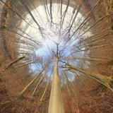 Spiral Forest Poster – Digital Download | Scandinavian Wall Art