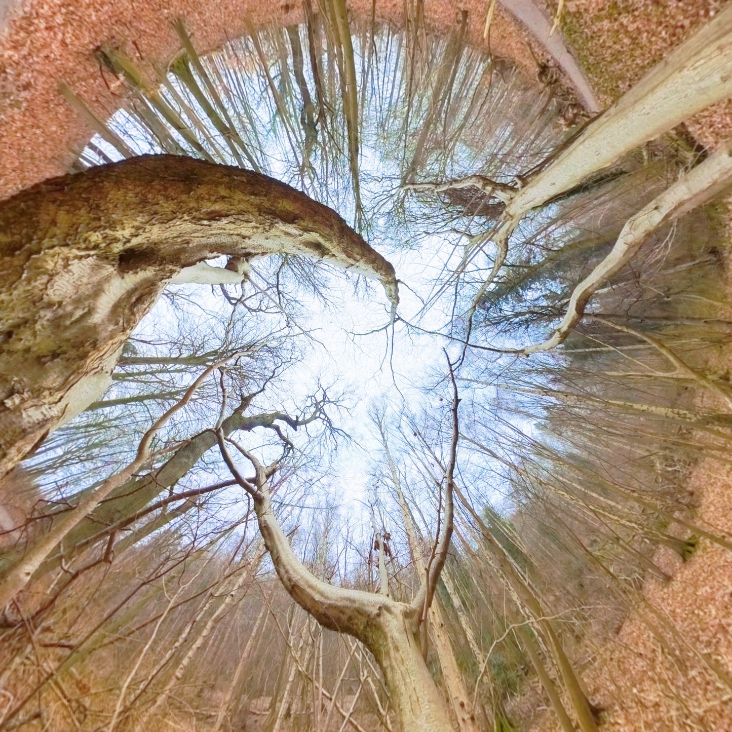 Spiral Tree