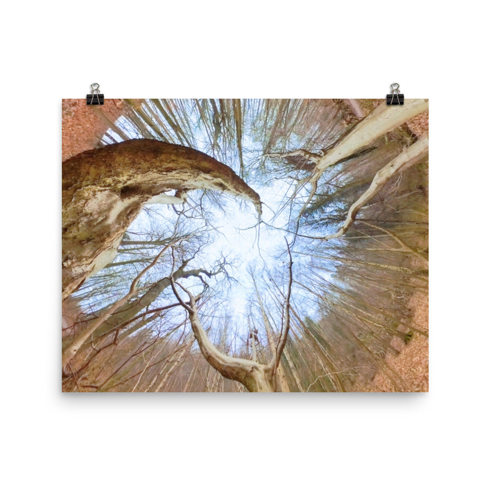 Spiral Forest — Nordic forest poster from Dream Poster