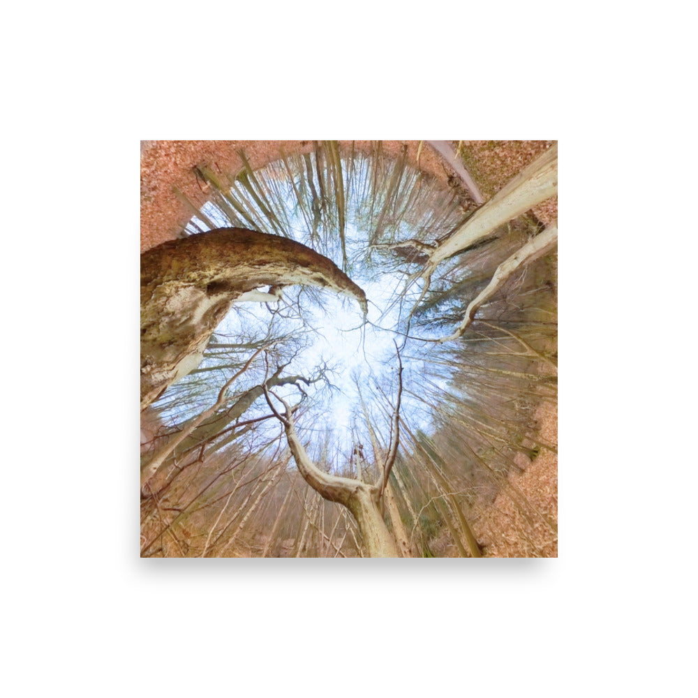 Spiral Forest — Nordic forest poster from Dream Poster