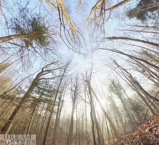 Forest Light Portal square Scandinavian wall art with soft Nordic woodland light