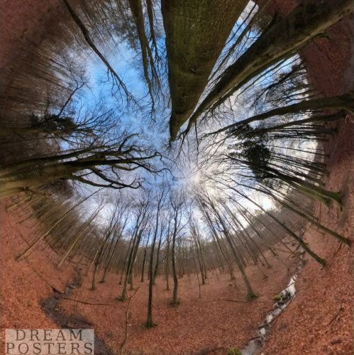 Woodland Sky Portal square Nordic wall art with woodland branches and open sky